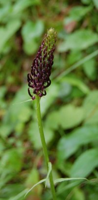 Black Rampion phyteuma nigrum